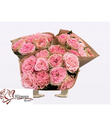Rose Country girl 40 cm