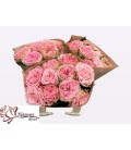 Rose Country girl 40 cm