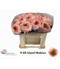 Rose Gre Island Maleica 30 cm