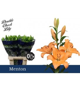 Lys Menton 95 cm