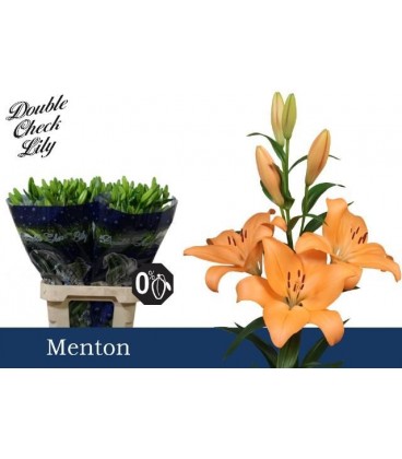 Lys Menton 95 cm
