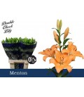 Lys Menton 95 cm