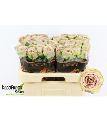 Rose Teddys 60 cm