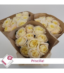 Rose Priscilla 40 CM