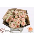 Rose Amberley park 60 cm