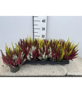 Calluna Tricolor Ø 11