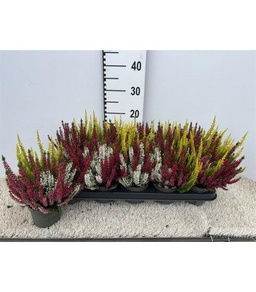 Calluna Tricolor Ø 11