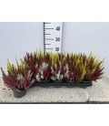 Calluna Tricolor Ø 11