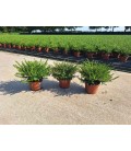 Bruyere Erica Darleyensis mix Ø10.5