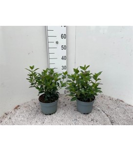 Viburnum Tinus pot de 17 h30