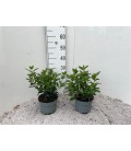 Viburnum Tinus pot de 17 h30