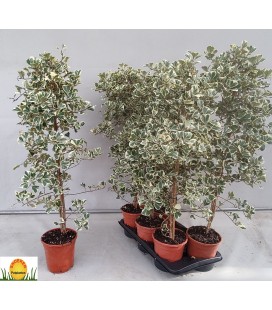 Ficus natal Sweetheart Ø 17 h 95