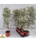 Ficus natal Sweetheart Ø 17 h 95
