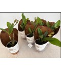 Cattleya pot de 12 h 35