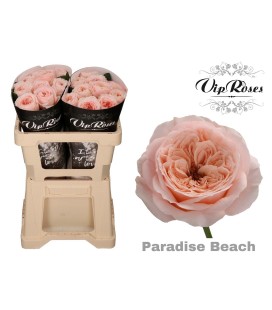 Rose Paradise beach 50 cm
