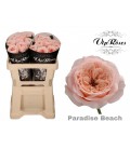 Rose Paradise beach 50 cm