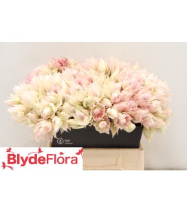 Serruria superb Blush 40 cm