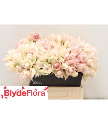 Serruria superb Blush 40 cm