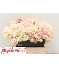 Serruria superb Blush 40 cm