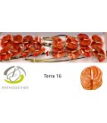Anthurium A Terra x16