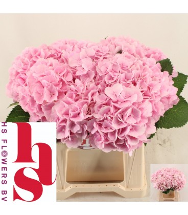 Hortensia Verena 40 cm