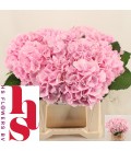 Hortensia Verena Rose pale 40 cm