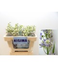Delphinium en Trick 50 cm