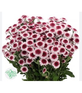 Santini Sweetheart