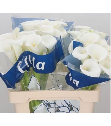 Calla Ivory art 60 cm