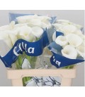 Calla Ivory art 60 cm