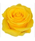Rose Brighton 60 cm