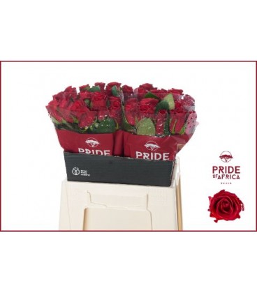 Rose Red Taccazi 40 cm
