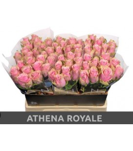 Rose Athena royale 35 cm