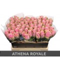 Rose Athena royale 35 cm