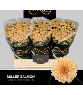 Santini Miller salmon 