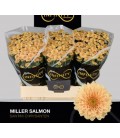 Santini Miller salmon 
