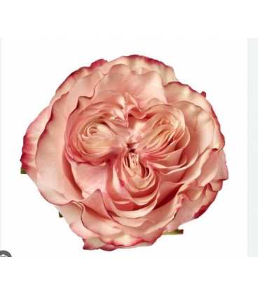 Rose Country Candy 40 cm