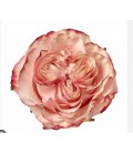 Rose Country Candy 40 cm