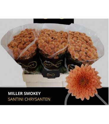 Santini Miller Smokey
