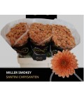 Santini Miller Smokey