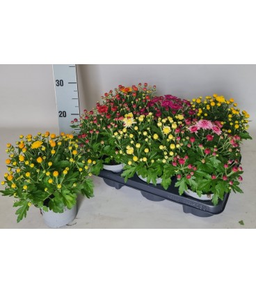 Chrysantheme Garden mums pot de 12