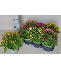 Chrysantheme Garden mums pot de 12