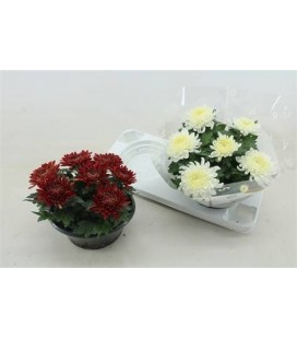 Chrysantheme cosmo mix coupe Ø 23