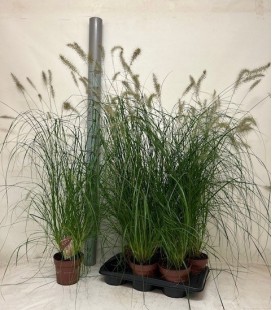 Pennisetum Hameln Ø 17 h 110