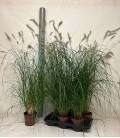 Pennisetum Hameln Ø 17 h 110