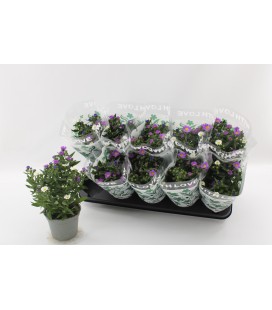 Aster mix Ø 12