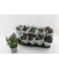 Aster mix Ø 12