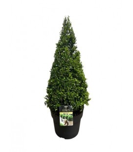 Ilex cr luxus  globe Ø 27 h 80