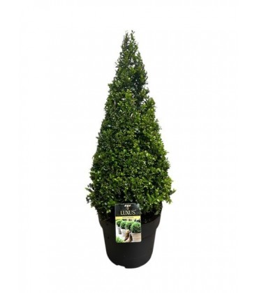 Ilex cr luxus  globe Ø 27 h 80