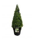 Ilex cr luxus  globe Ø 27 h 80